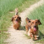 2 brown long coated dogs on green grass field during daytime