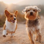 two brown and white dogs running dirt road during daytime