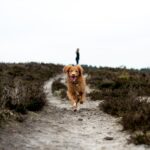 running brown dog on grey pathway at daytime