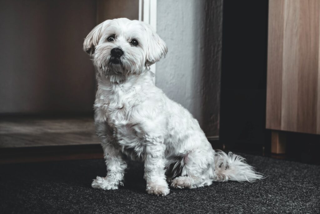 white short-coated dog on grey surface near door
