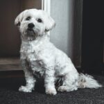 white short-coated dog on grey surface near door