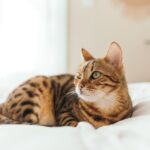 brown tabby cat lying on cushion