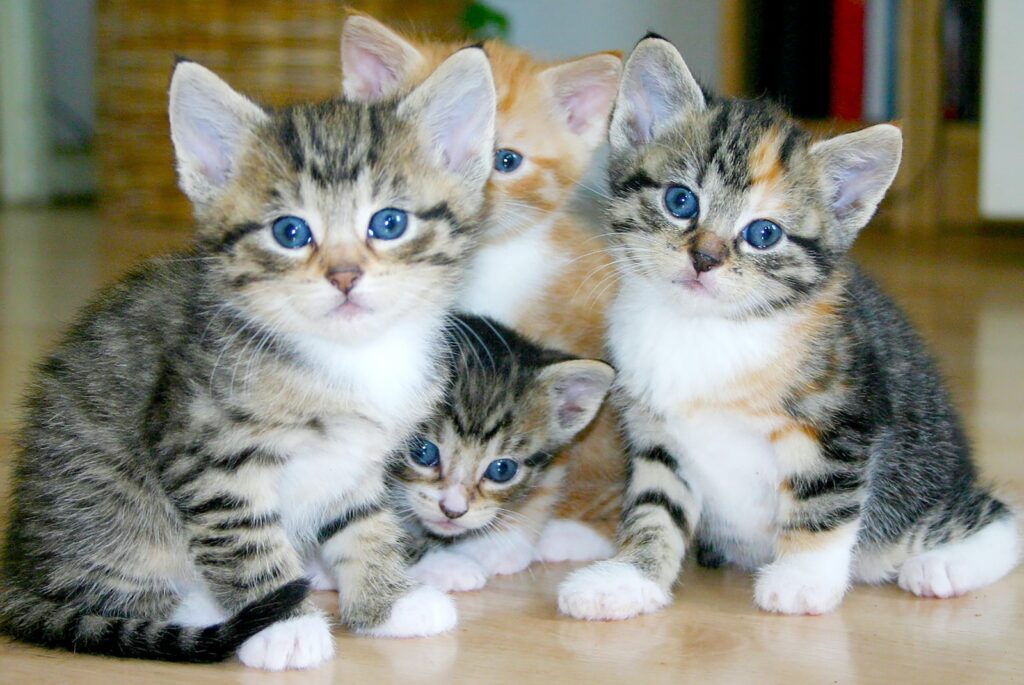 white and brown tabby kittens
