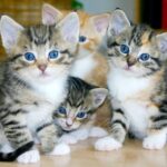 white and brown tabby kittens