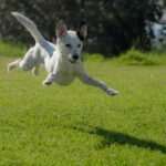 dog jumping on lawn during daytime