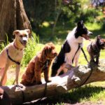 shallow focus photo of dogs on tree log