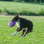 black and white border collie running on green grass field during daytime