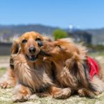 brown long coated dog lying on brown sand during daytime