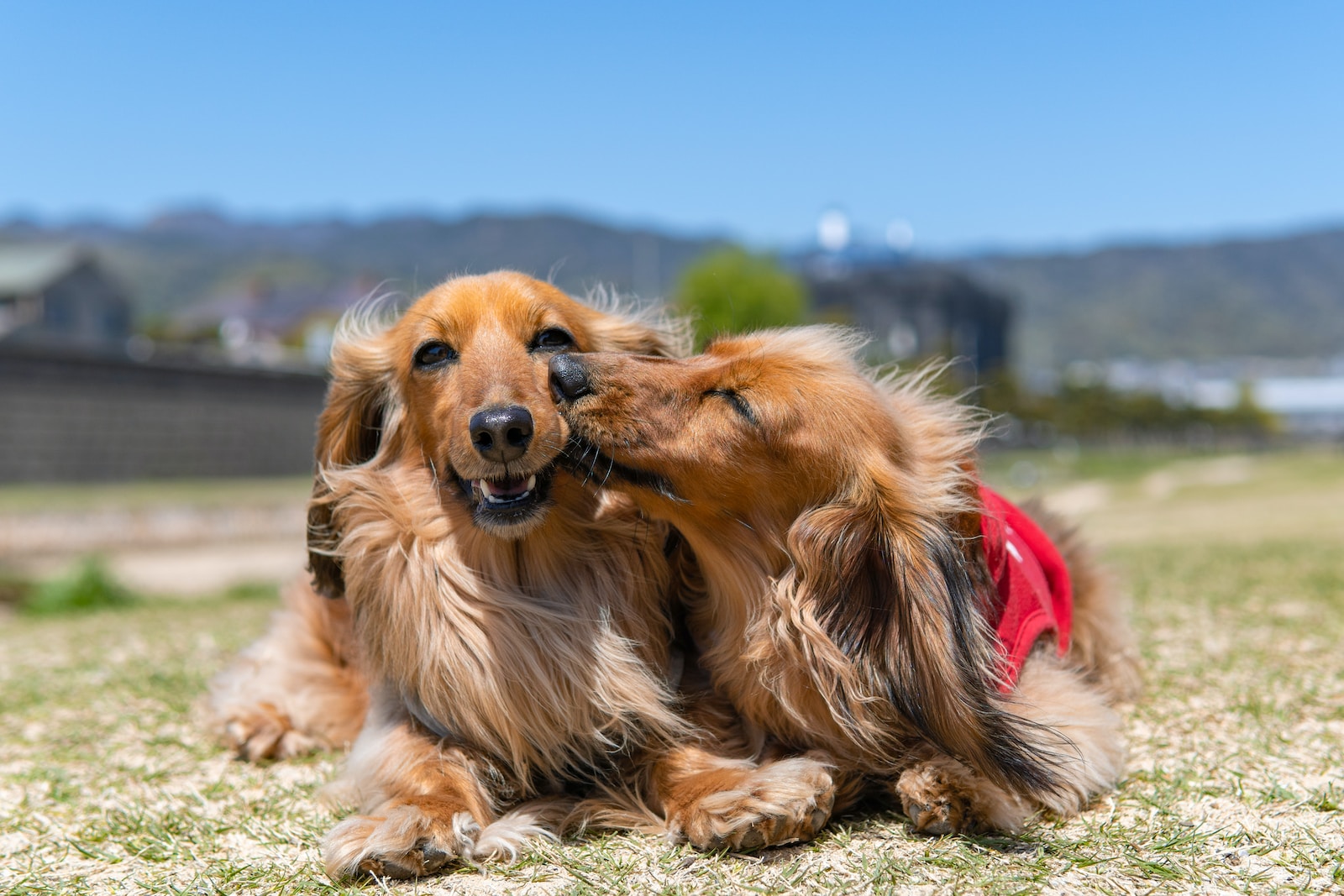 brown long coated dog lying on brown sand during daytime