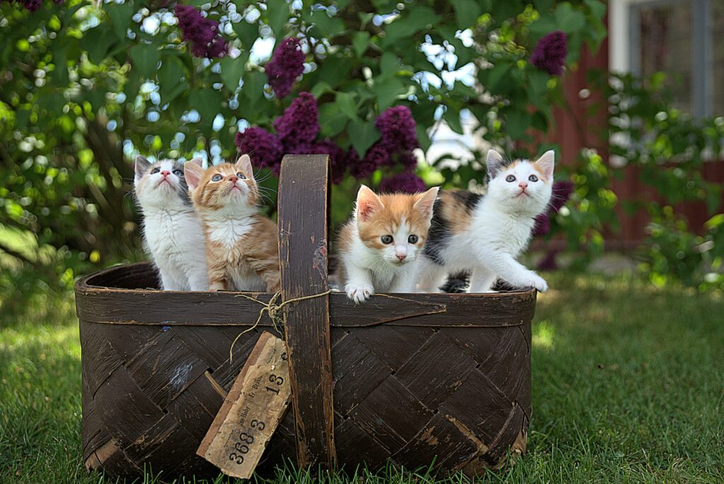 four assorted-color tabby kittens on brown basket