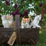 four assorted-color tabby kittens on brown basket