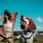 two white and brown dogs