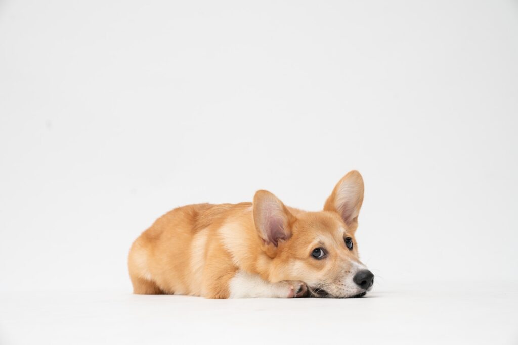 brown and white short coated dog lying on white surface