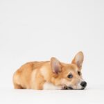 brown and white short coated dog lying on white surface